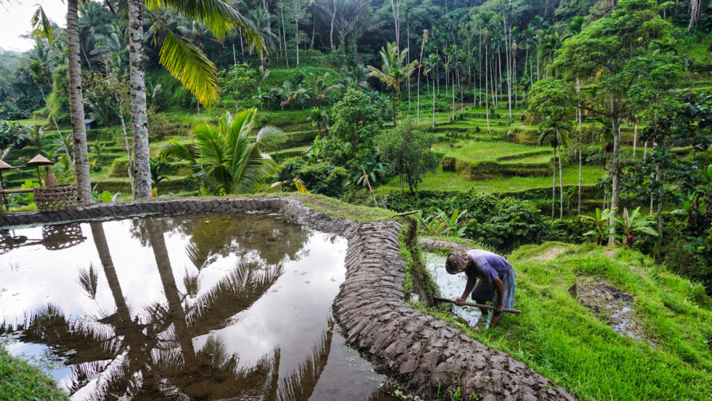 Tegallalang Reisterrassen Bali bei Ubud wandern