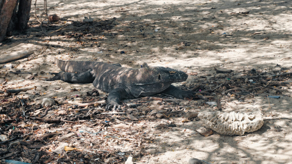 Komodowaran auf Komodo Island im Komodo Nationalpark